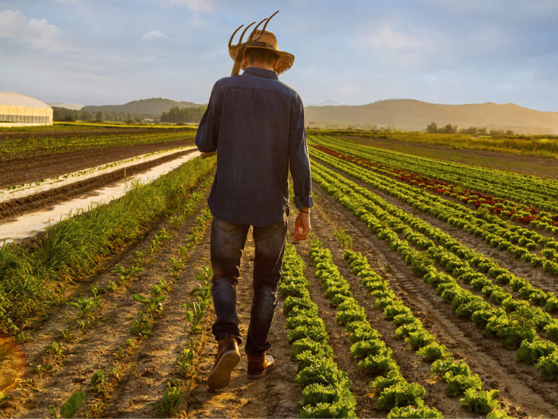 Programa de Subvenção ao Prêmio do Seguro Rural (PSR): Proteção e Sustentabilidade para o Produtor Brasileiro